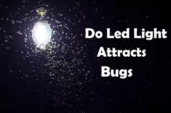 Do-Led-Lights-Attract-Bugs
